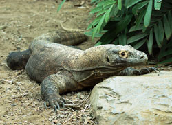 The Komodo Dragon, the largest lizard in the world, can grow up to 10 feet long. The giant reptile is a predator, and produces virulent bacteria in its saliva that helps kill its prey. The dragon is an endangered species. (Submitted photos/courtesy Indianapolis Zoo) 